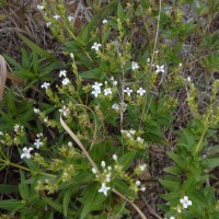 Knoxia spicata (Thwaites ex Trimen) Ridsdale